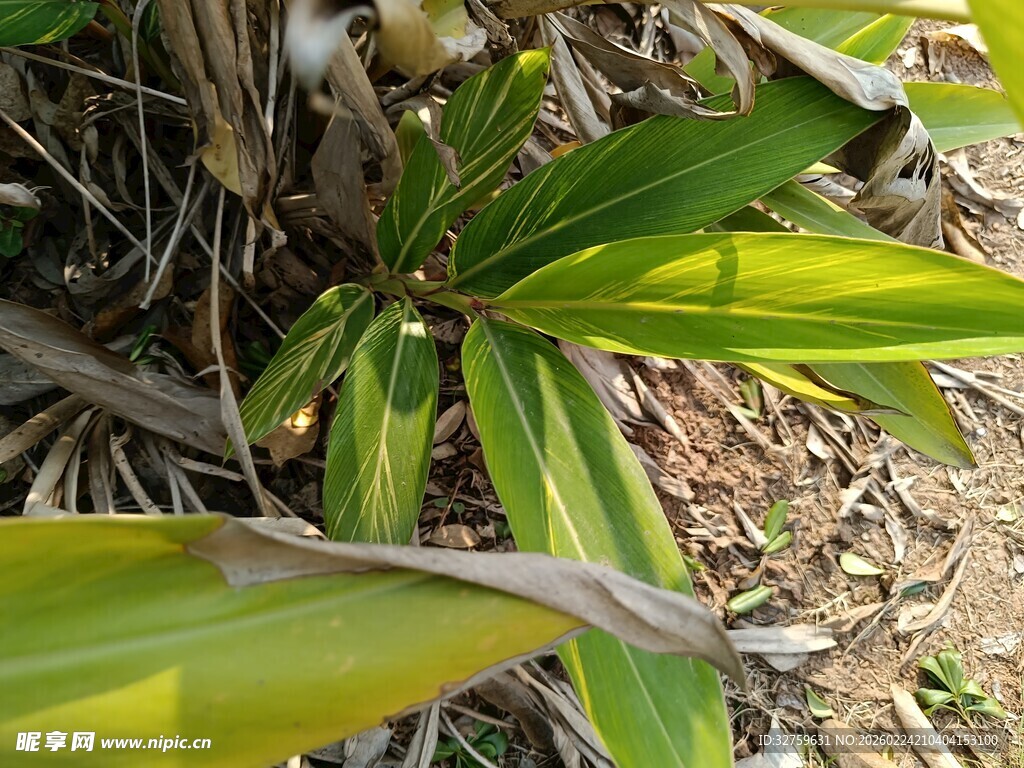 黄绿相间叶片的植物