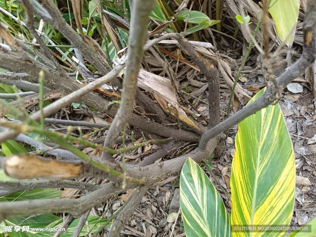 植物枝干与黄绿叶片特写