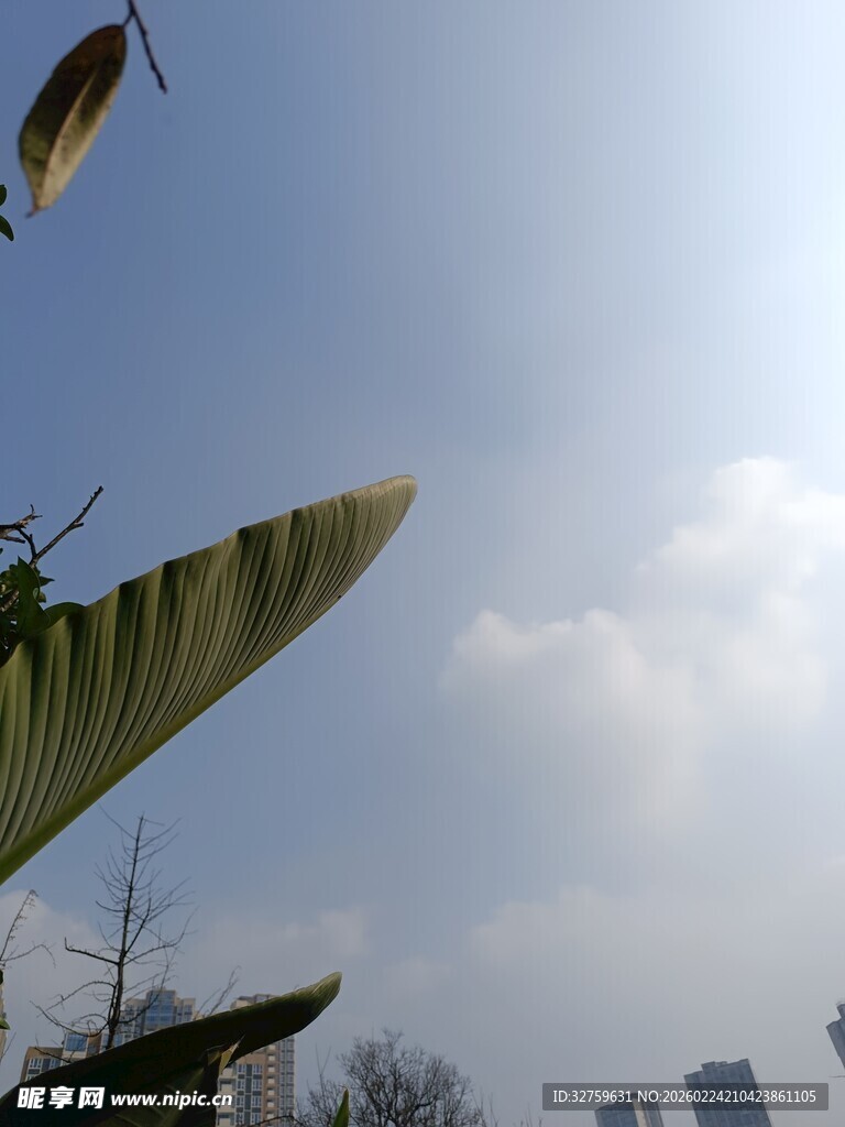 阳光下的叶片与城市天际