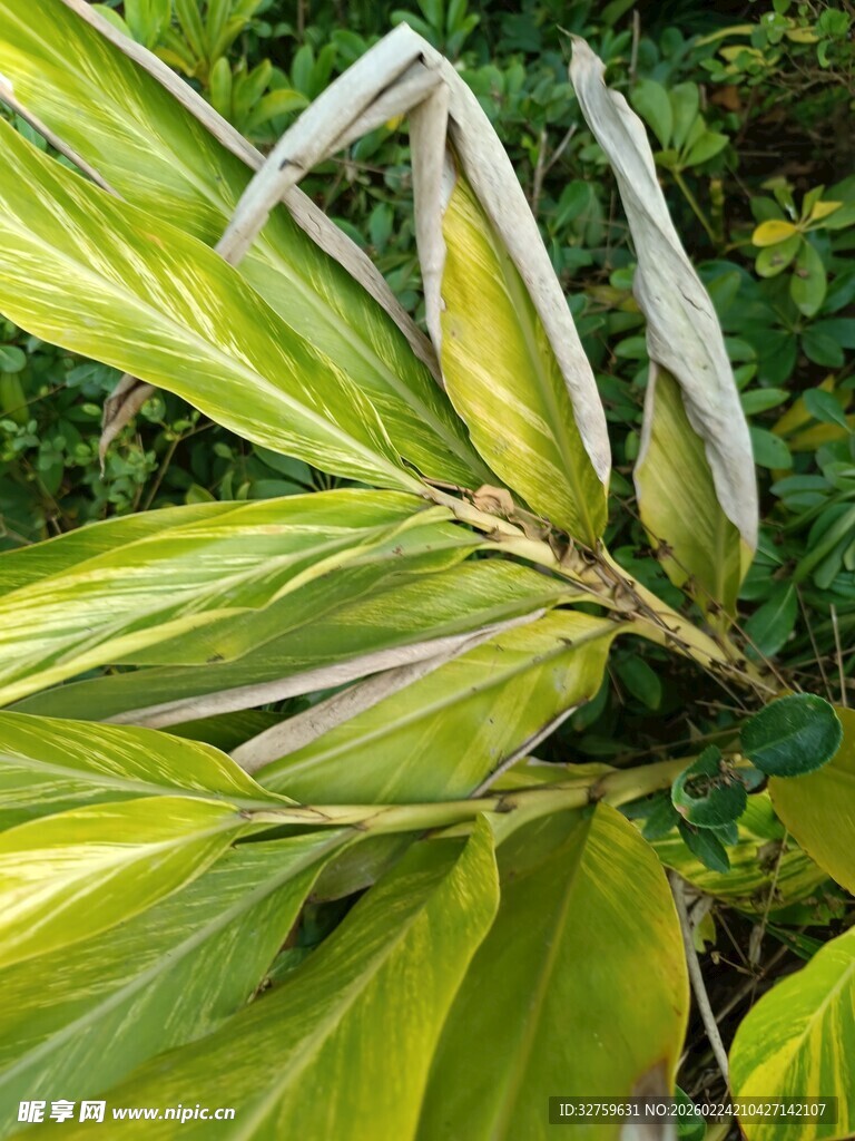 黄绿相间的植物叶片特写