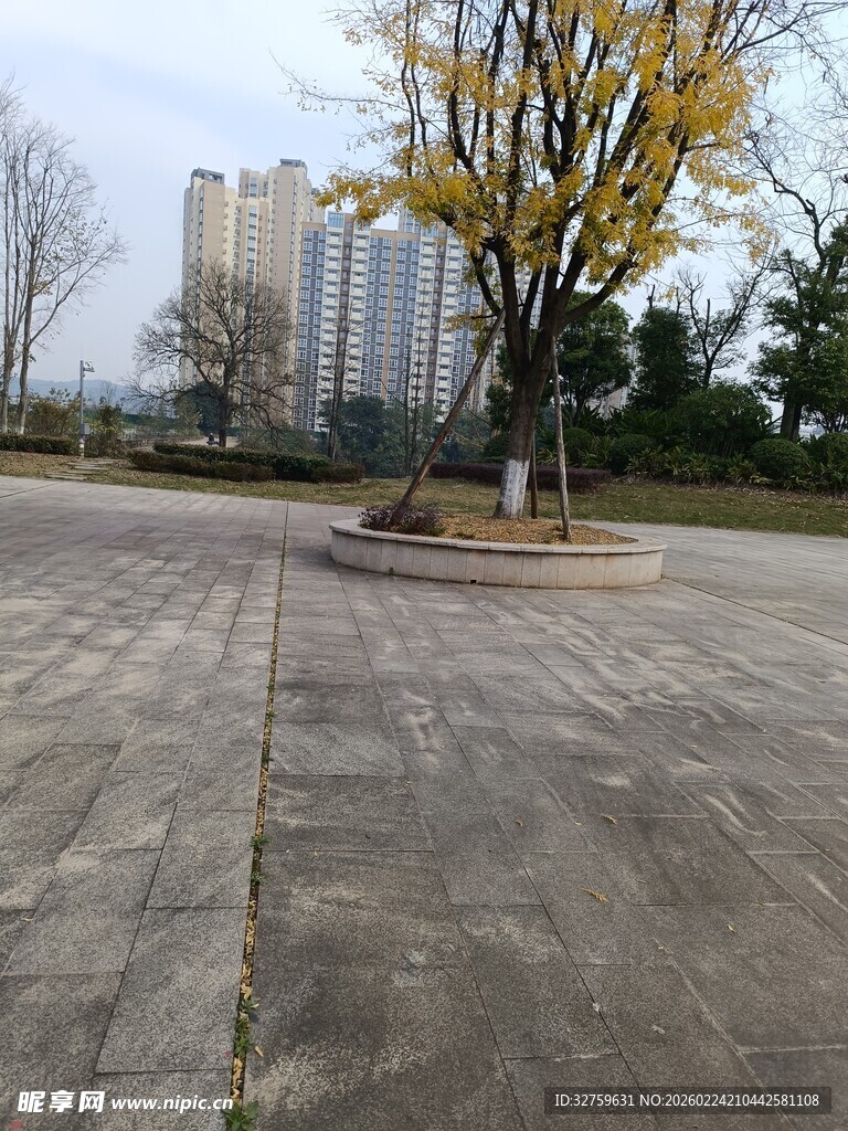 城市空旷广场与黄叶树木