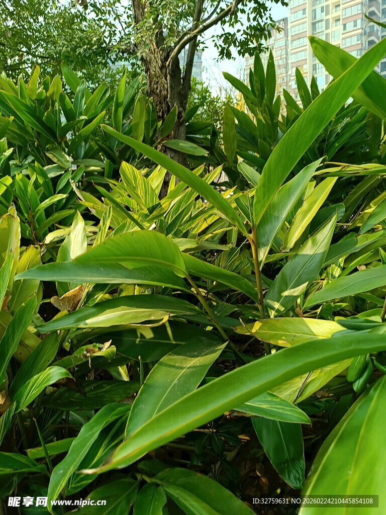 翠绿繁茂的热带植物景观