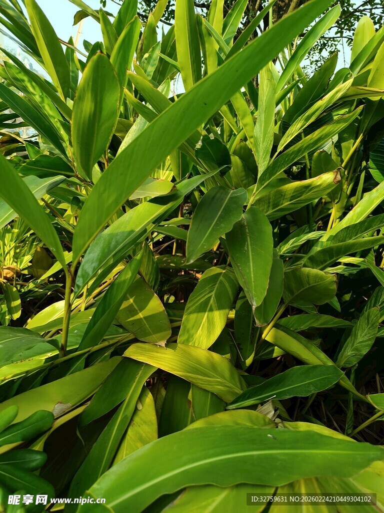 翠绿繁茂的植物叶片