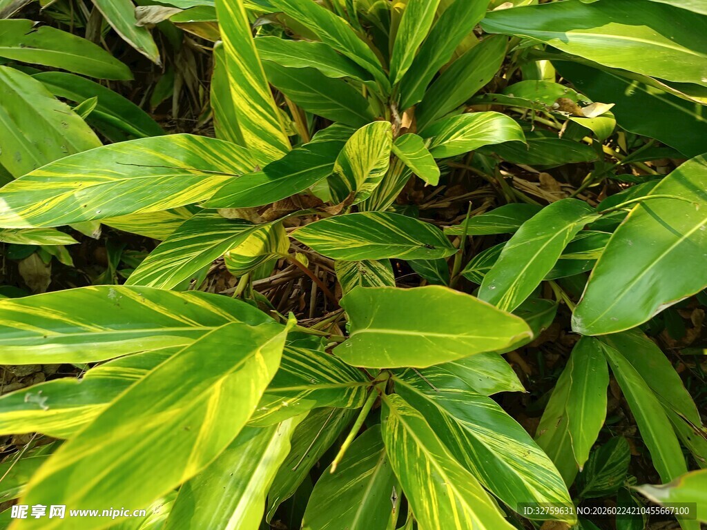 翠绿繁茂的热带植物叶片