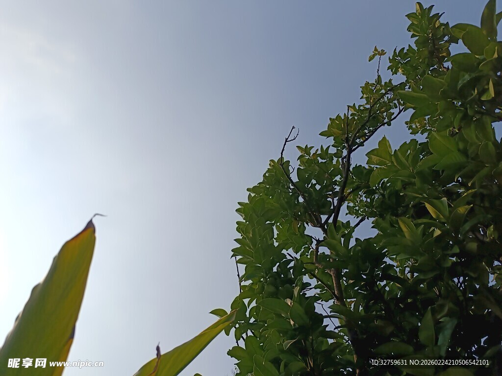 仰视绿树蓝天美景