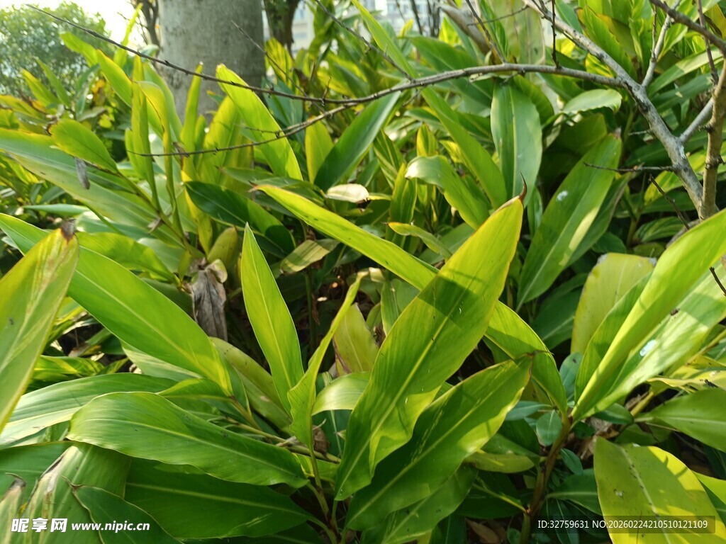 翠绿繁茂的热带植物叶片