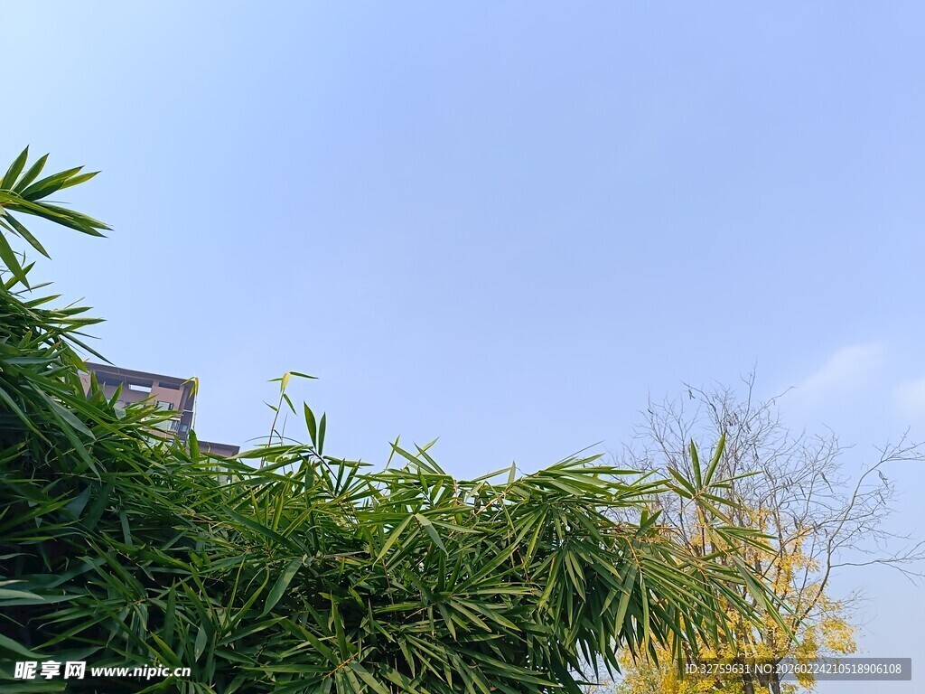 蓝天映衬下的葱郁绿植