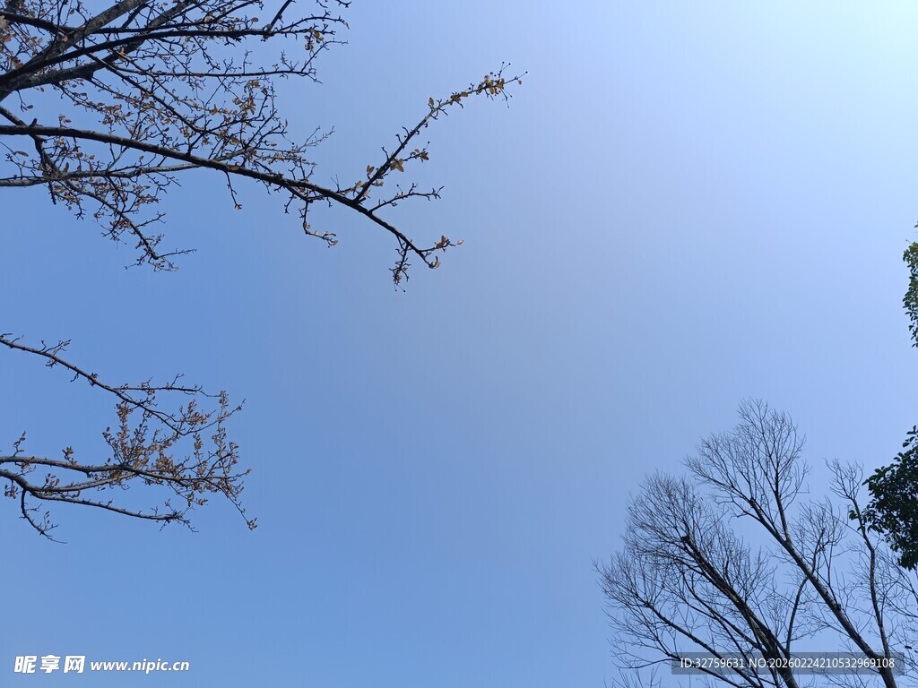 蓝天枯枝景象