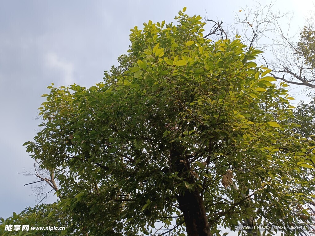 阳光下繁茂的绿树
