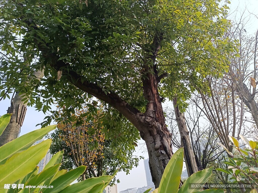 繁茂大树与周边绿植景观
