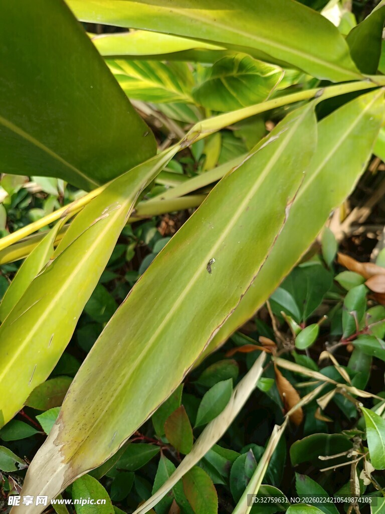 翠绿植物叶片特写