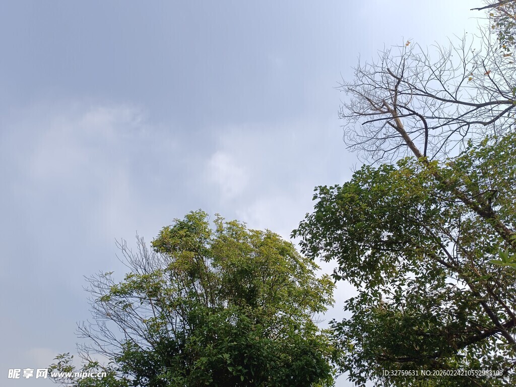 蓝天白云下的葱郁树木