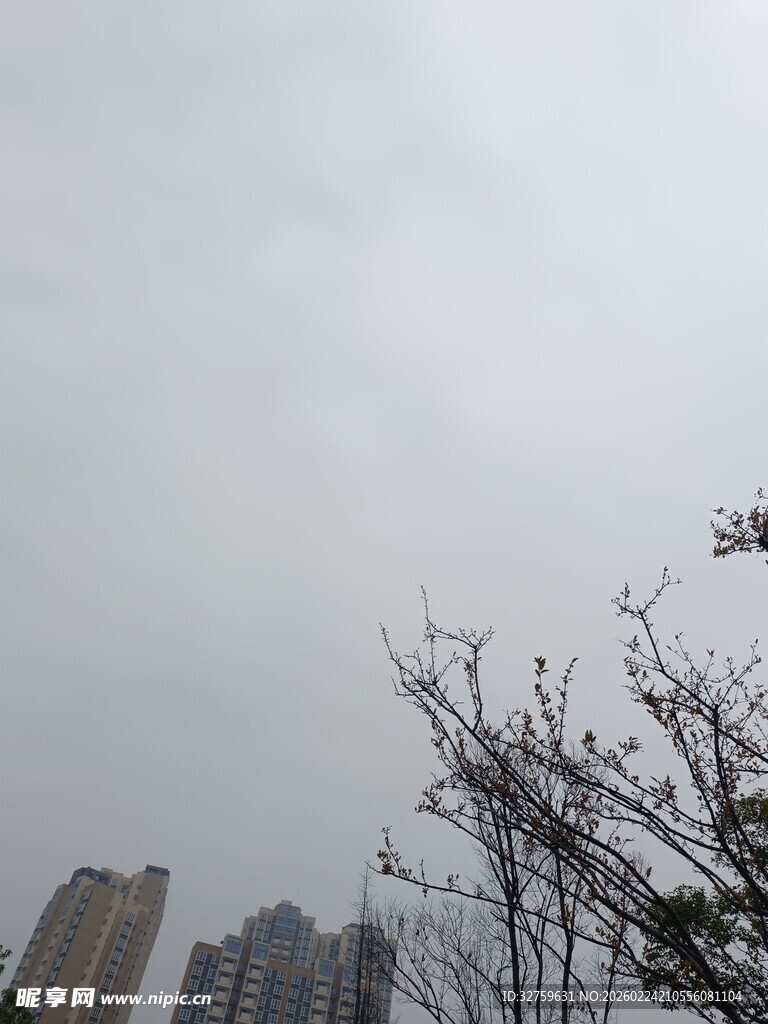 阴天城市中的光秃树枝