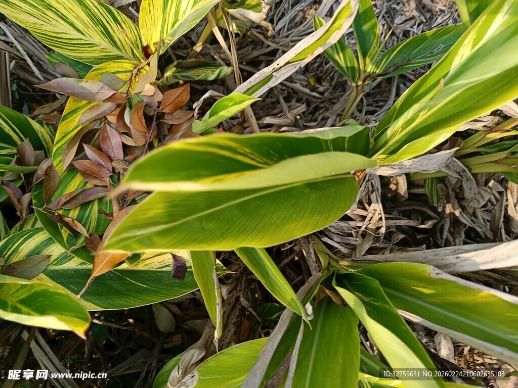 翠绿斑斓的植物叶片