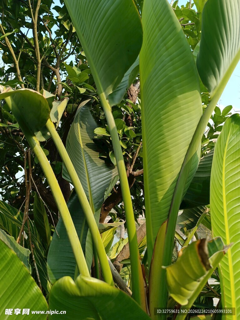翠绿芭蕉植物特写