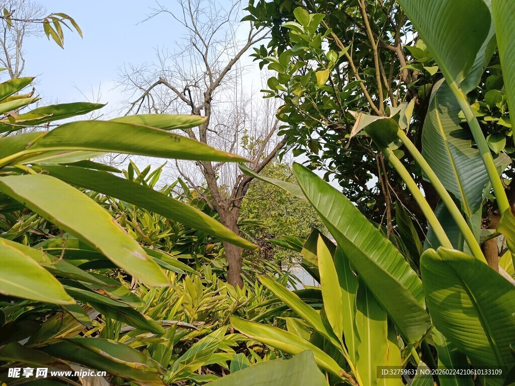 枝头绿果与繁茂枝叶