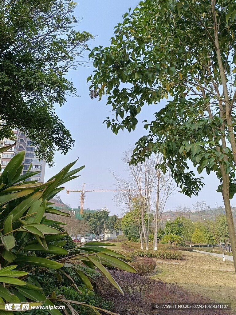 户外绿树葱郁的自然景致