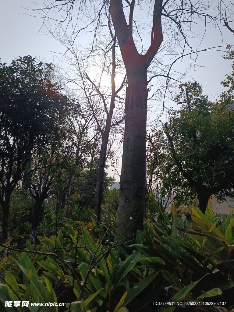 林间树木与繁茂绿植景象