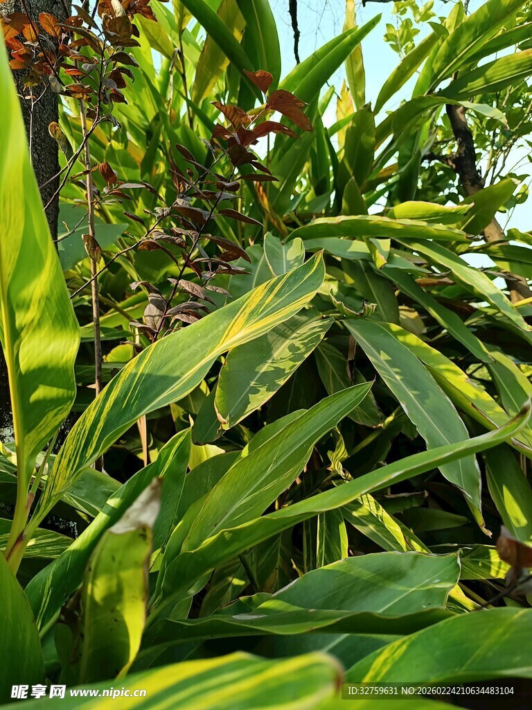 翠绿斑斓的观赏性植物