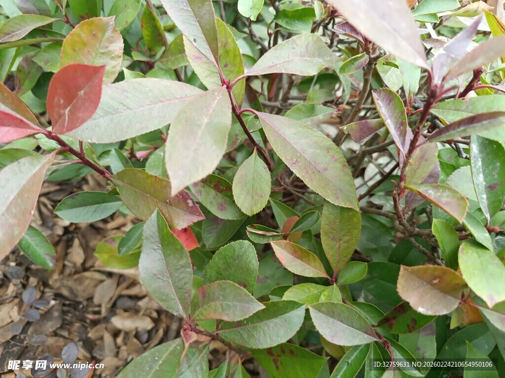 多彩叶片的植物特写