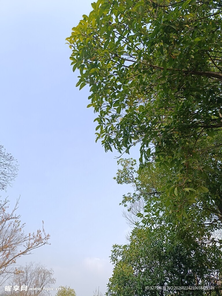 蓝天绿树的清新自然景象