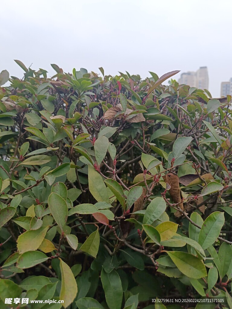 绿叶繁茂的植物景观