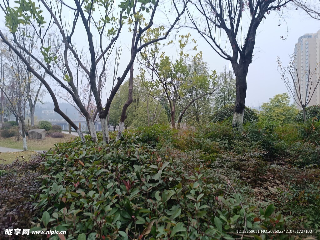 秋日郊野树林与植被景象