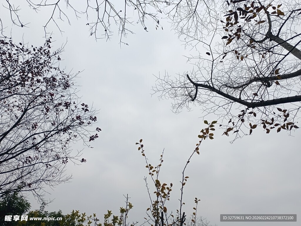 阴天树枝景象