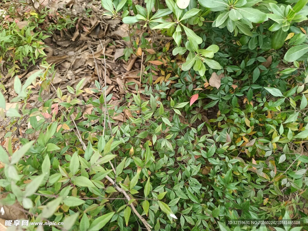田间辣椒植株生长景象