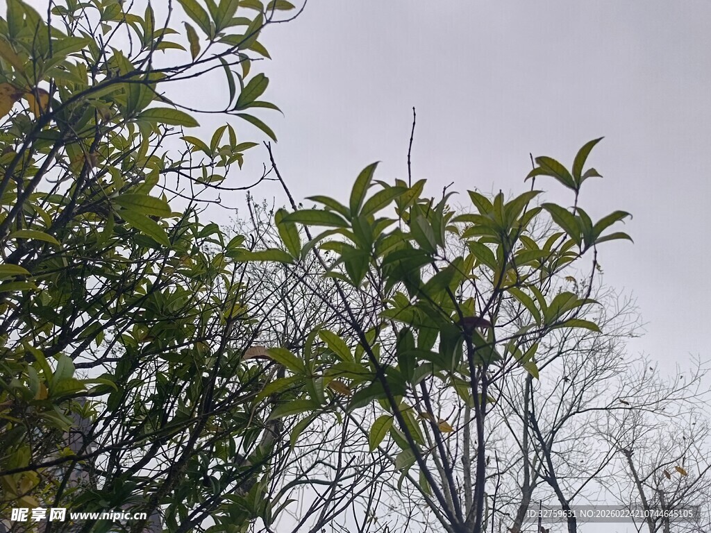 枝叶繁茂的绿植景观