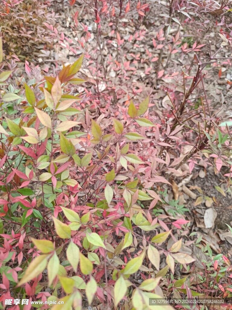 秋日多彩枝叶景观
