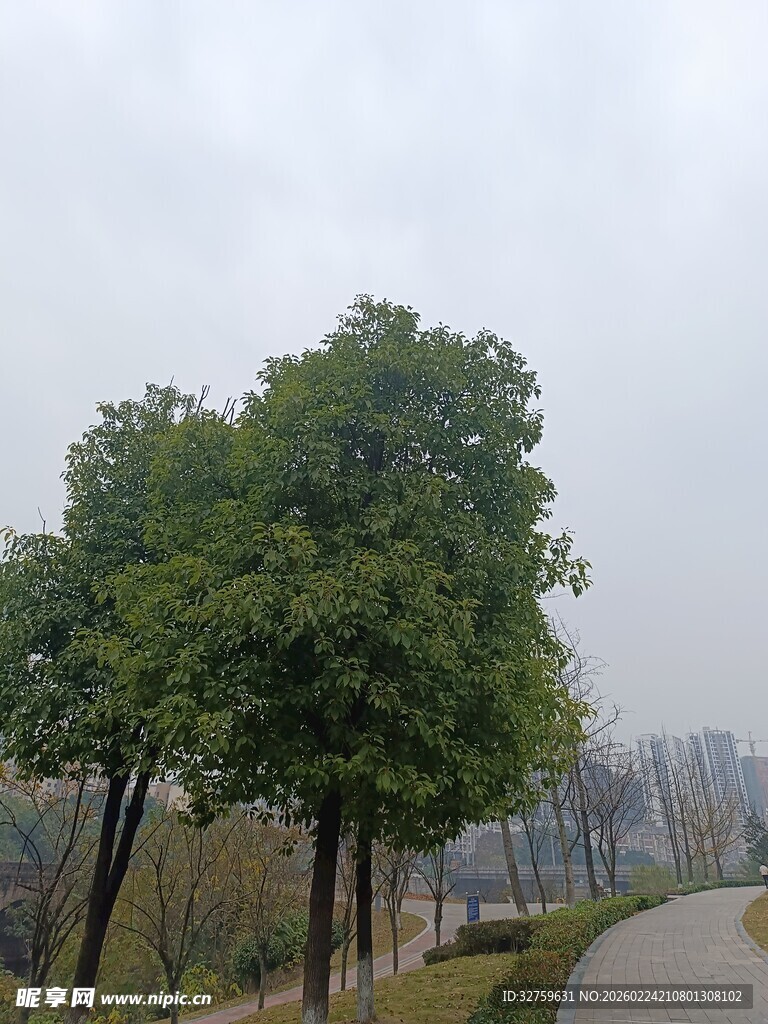 路边绿树成荫的风景