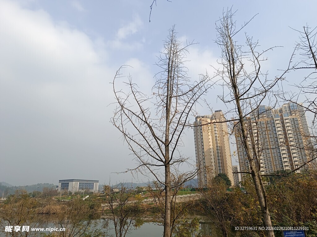 城市河畔枯树旁的建筑群