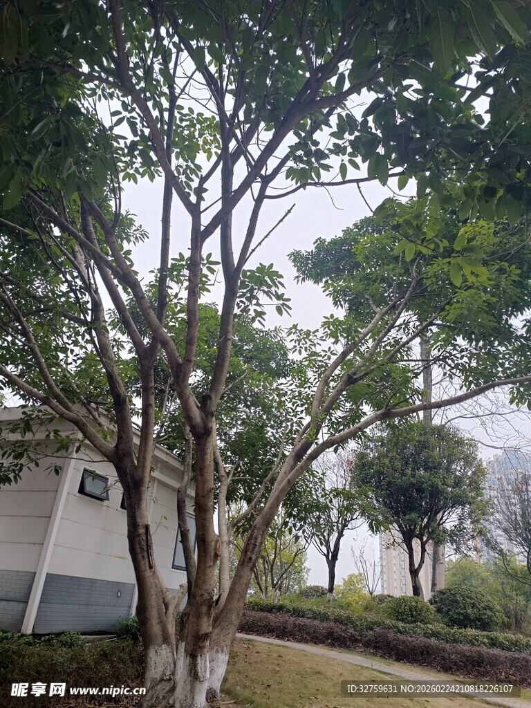 庭院绿树环绕景致宜人