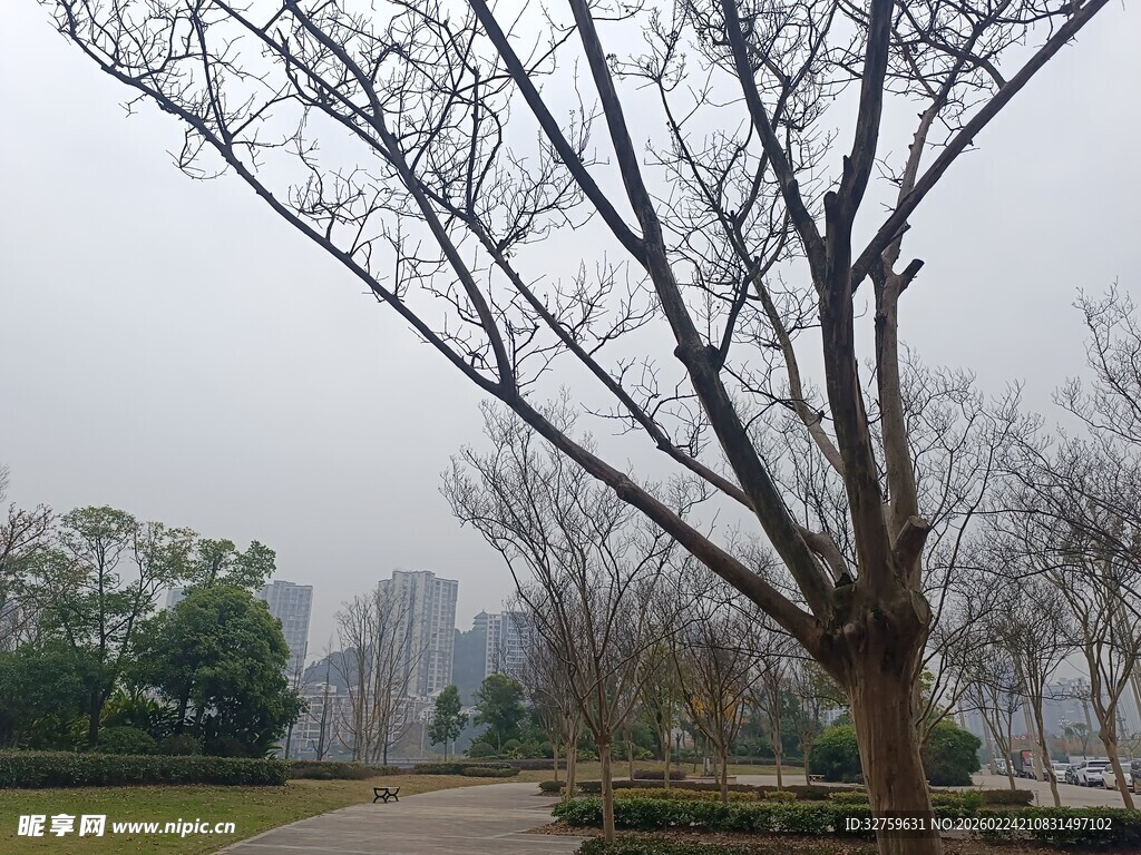 冬日公园枯树与远处建筑