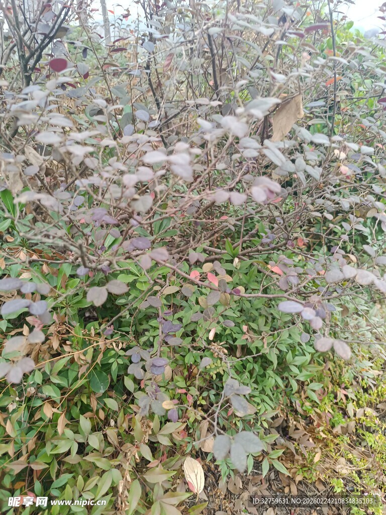 秋日林间繁茂植物景观