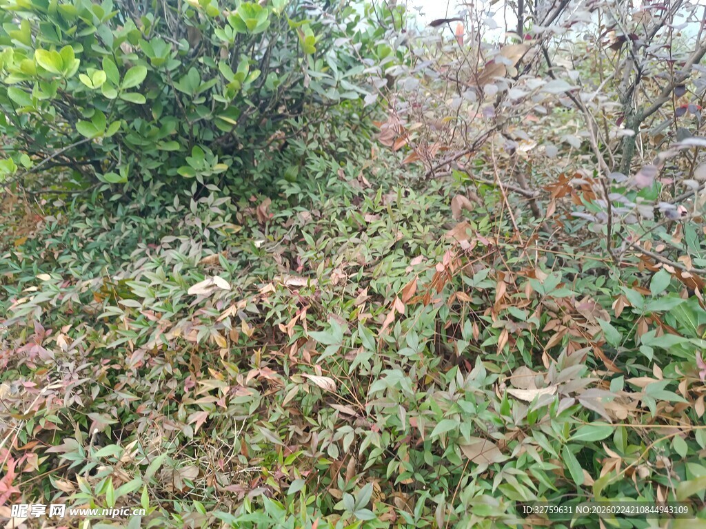 野外杂草丛生景象