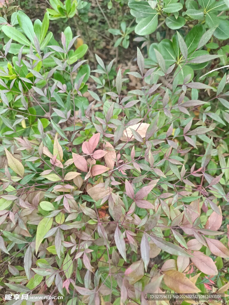 多彩叶片植物景观