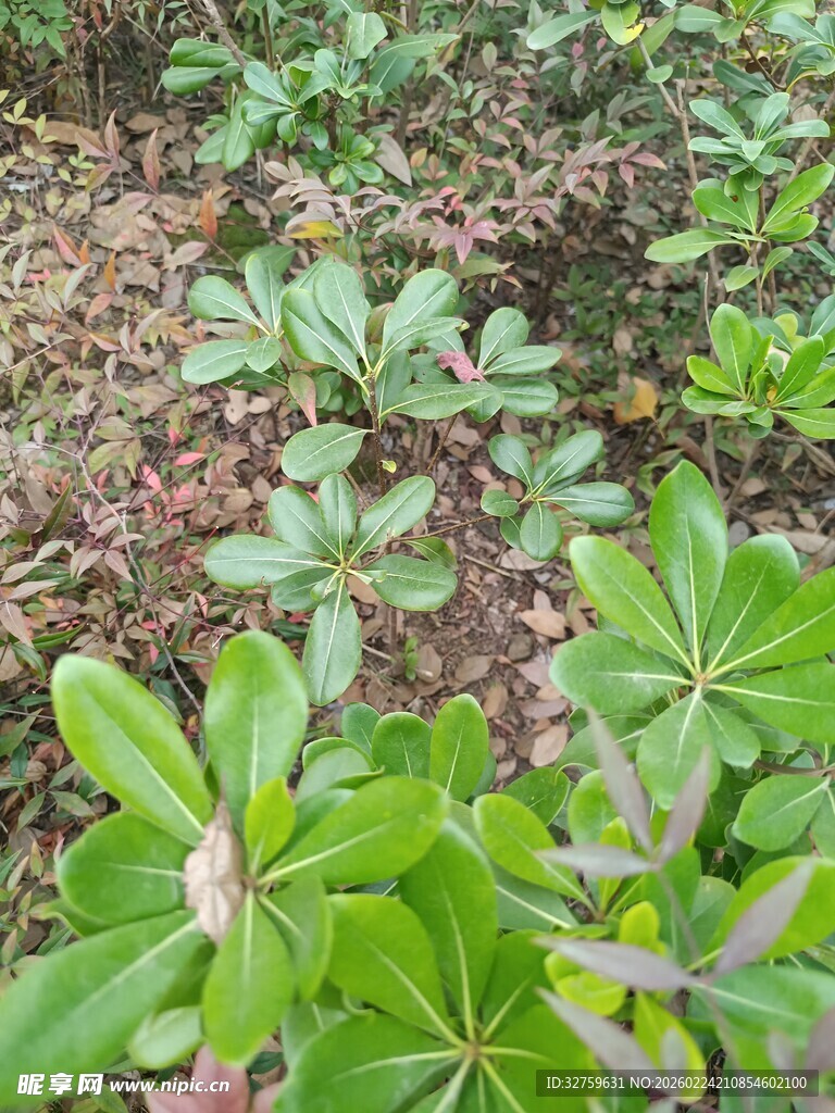 地面绿植景观特写
