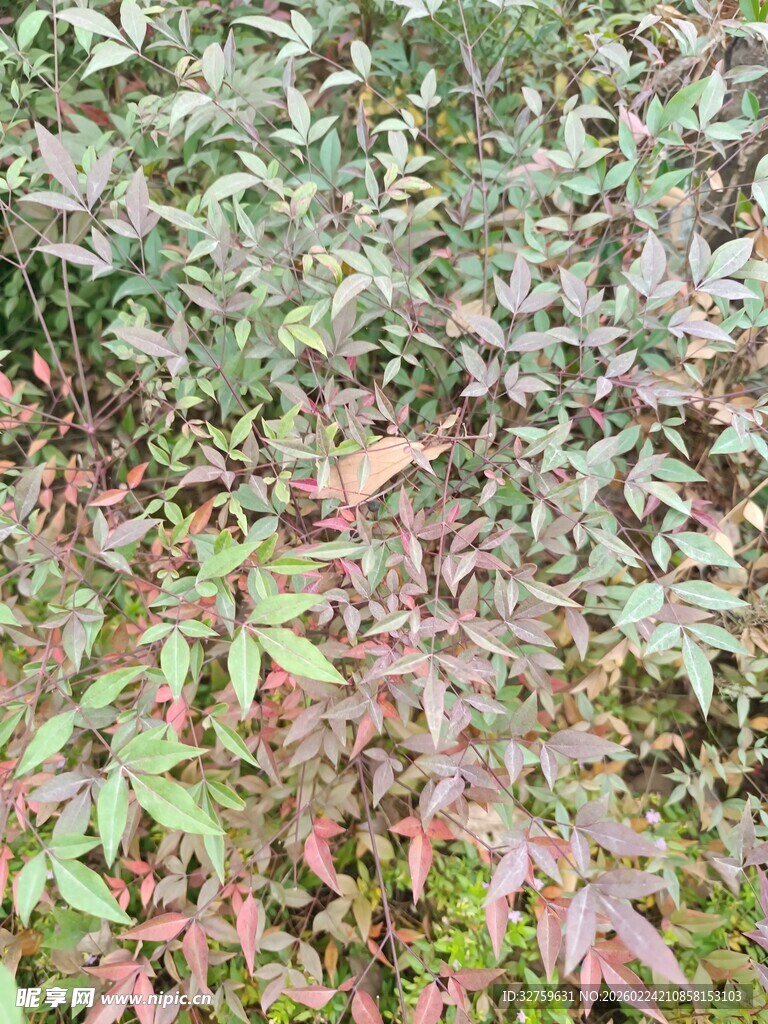 多彩植物叶片特写