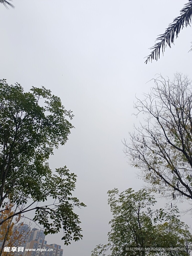 阴天中的树木景观