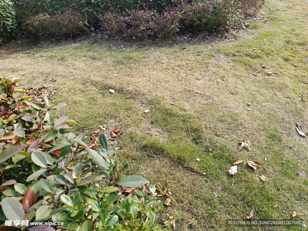 户外草地及周边植物景象