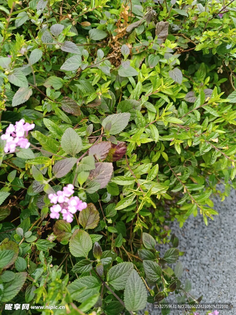 路边绽放的粉色小花