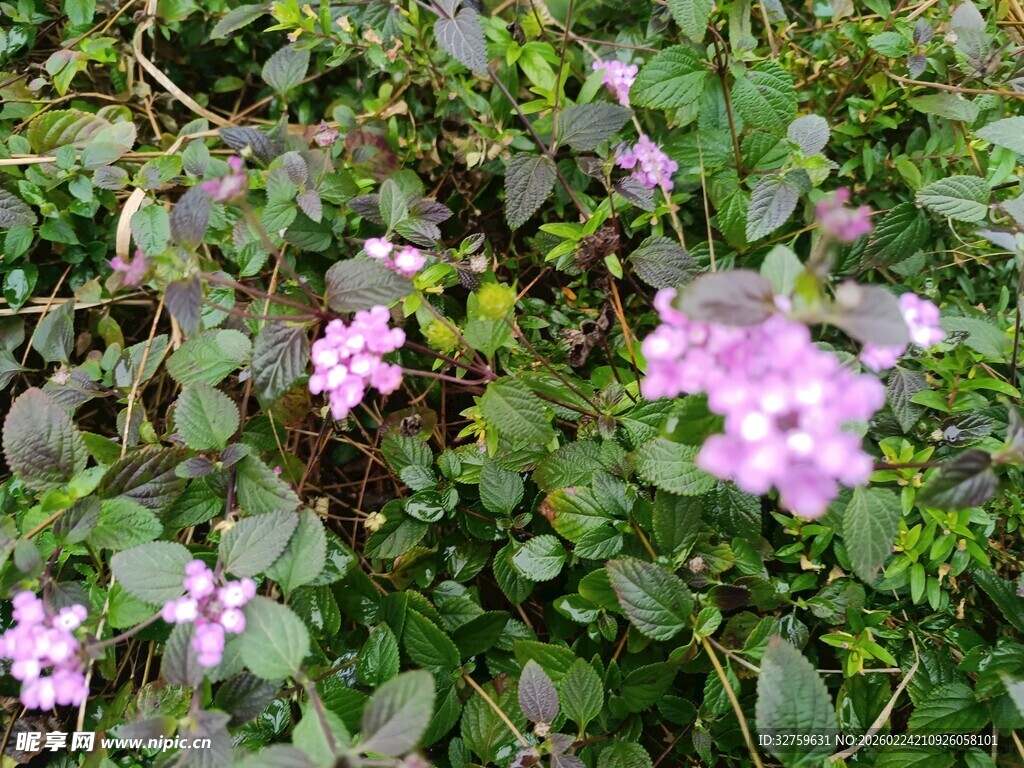 紫色小花绽放于绿叶间