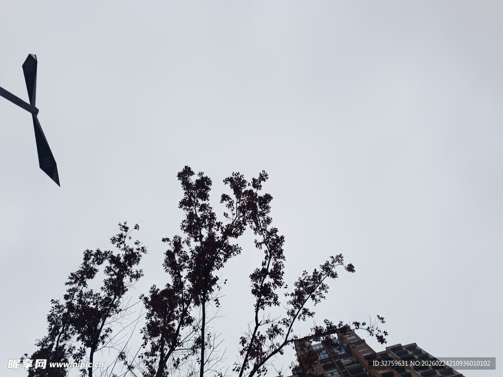 天空下的树枝与路灯