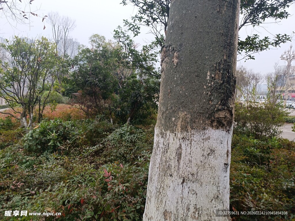 树干底部涂白的户外景象