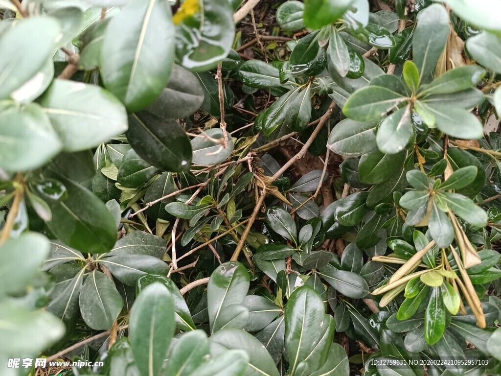 绿叶繁茂的植物景观