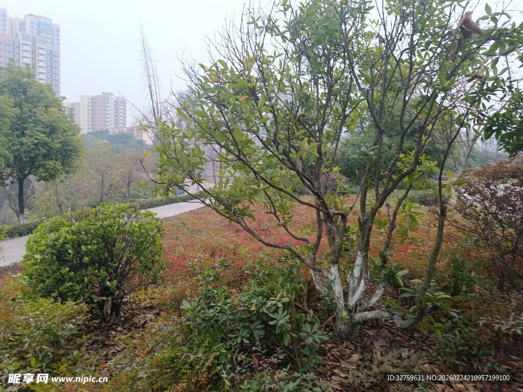 城市中的绿植景观