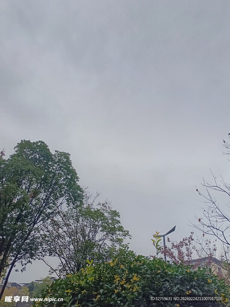 阴天中的树木与绿植景观