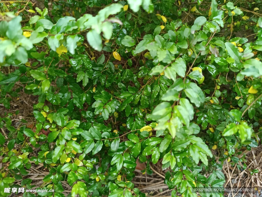 翠绿繁茂的绿色植物丛
